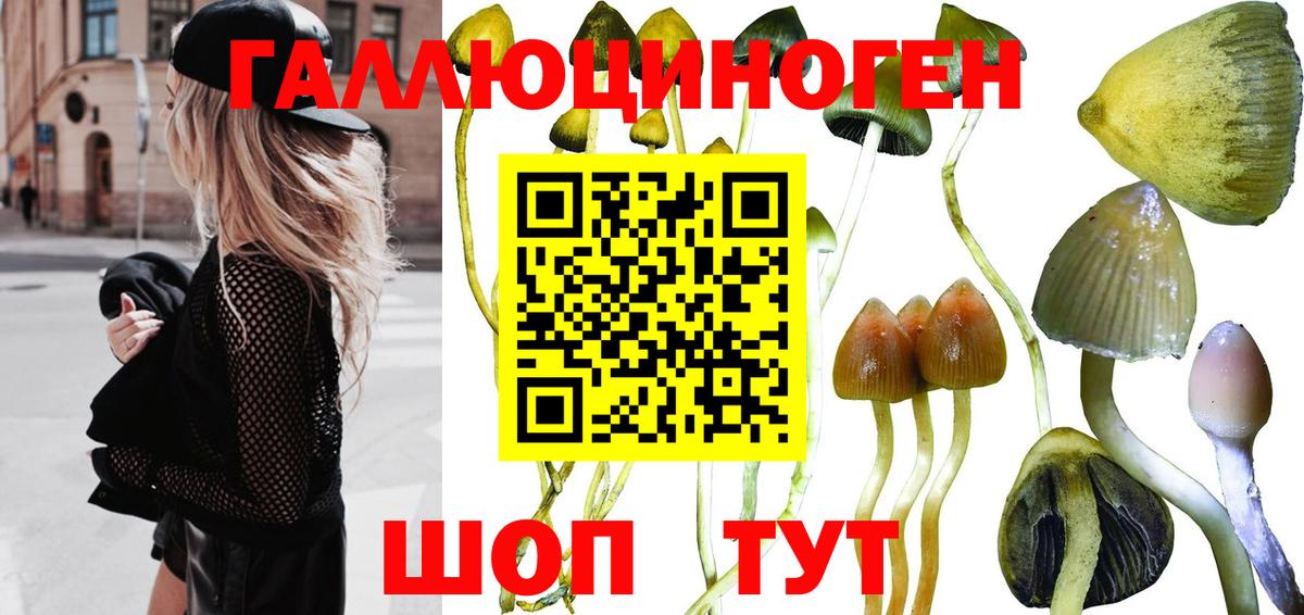 Псилоцибиновые грибы Cubensis Таганрог